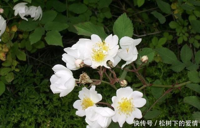 死亡|野蔷薇:即使死亡,已要走进一颗美丽的童心里!(散文诗)