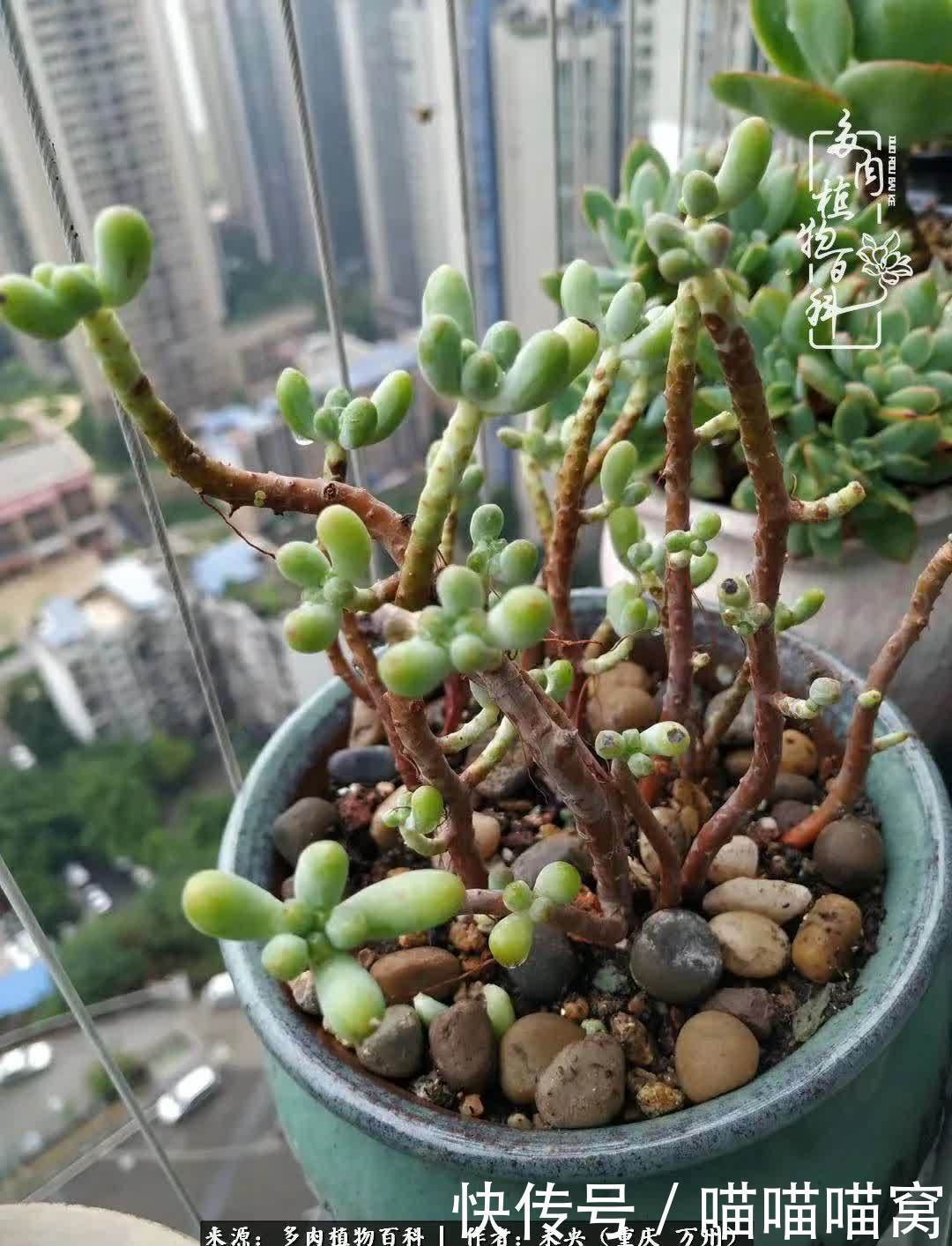 养肉多年，从未出坑过！养多肉是我最喜欢最坚持的爱好！