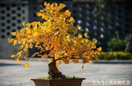 盆景|5种盆栽花卉,镇宅旺财,好运满满,养成盆景美极了!