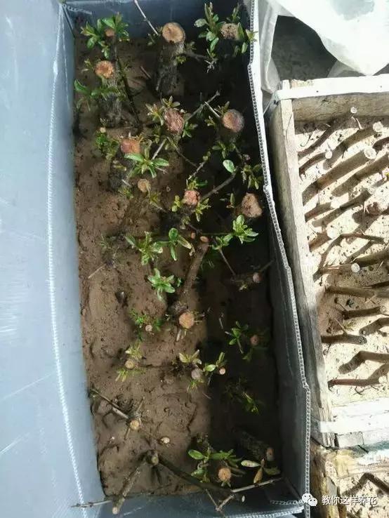 枝条|路边剪个枝,插土里就能活,种在阳台果子多到吃不完!