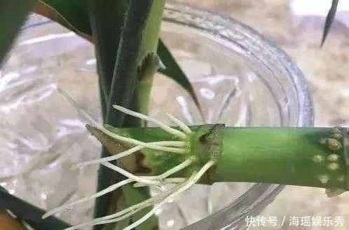 “富贵竹”买回家,记住“1修、1少、1勤”,猛长根,不黄叶