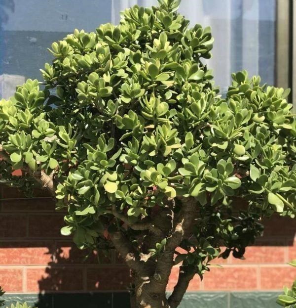 多肉中的“老寿星”，越老越值钱，养成大树可镇宅可传家！