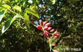 这树价值珍贵,树根更是稀罕物,内含“黄金”,但看见请好好保护