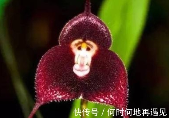 大王花|5种“奇葩花”，一个比一个奇特，养了1种也厉害！