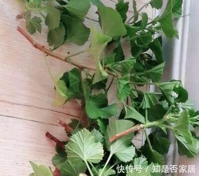 天竺葵|这花花期长又漂亮，一个扦插小窍门，十天生根，轻松爆盆开成花球