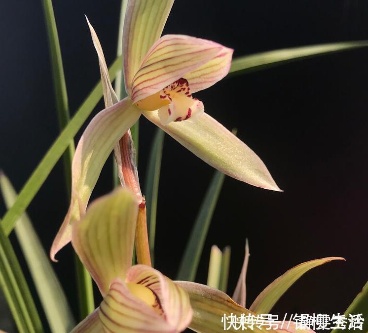 黄金时间段|兰花翻盆:两花不翻、两水不浇、两肥不施,你做对了吗