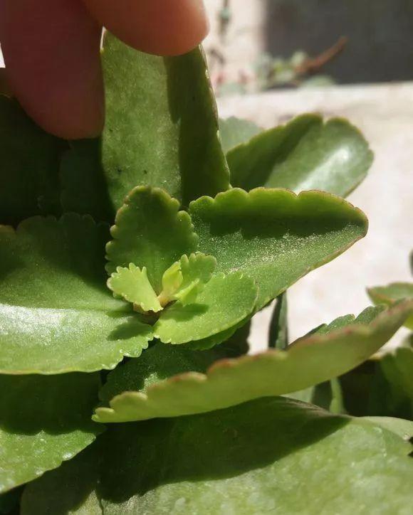 拿它一捂，长寿蟹爪兰嗖嗖冒花苞，多肉呼呼胖三圈