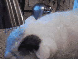 |搞笑GIF:本来想展示一下技术 没想到她最后一跳太抢镜了