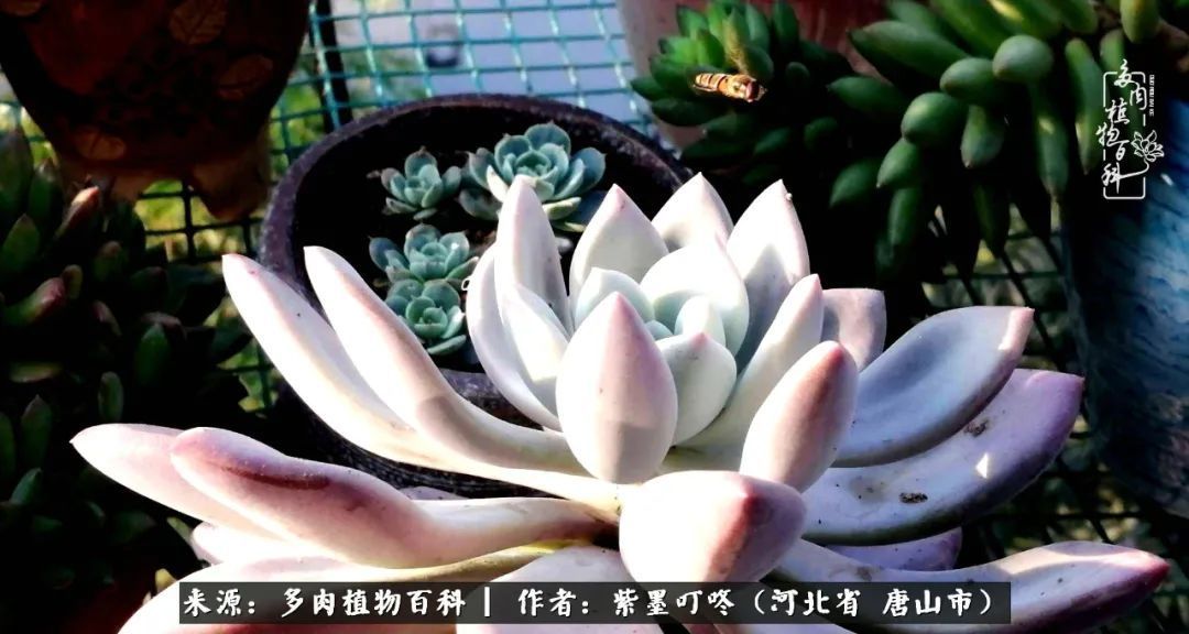 疗愈|从平凡中寻找美感，从噪杂中寻找宁静——多肉给予我的心灵疗愈！