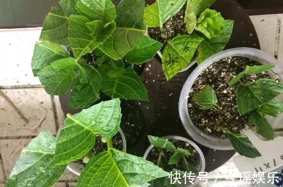 2种扦插法,插什么活什么,养花人都要会,新手也能做得好!