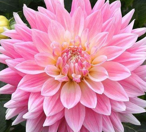 此款植物最耐寒,适合秋冬养殖,花艳易爆盆,开花一簇一簇,超美