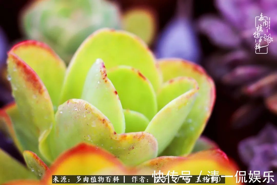 为了爱情|为了爱情来到陌生城市,偶遇多肉,地老天荒的爱恋!