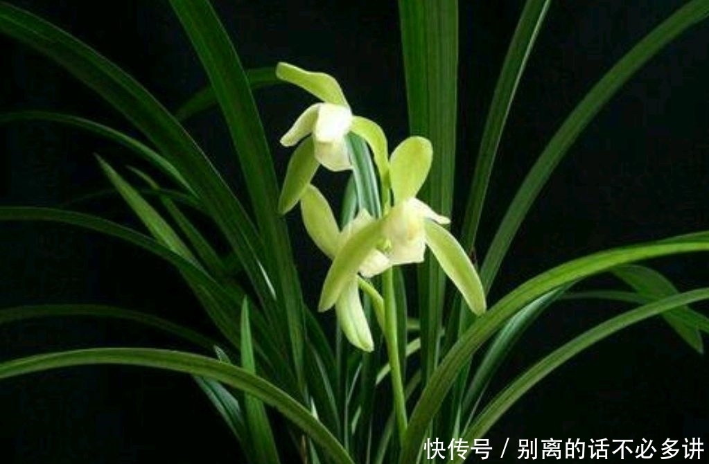 春季到了,春蕙兰管理有技巧,你了解多少?