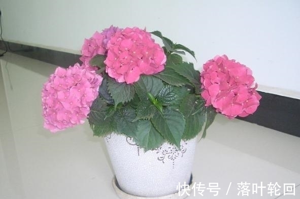 小苏打养花的3大好处,改良土壤、除臭、延长花期,你全懂吗?