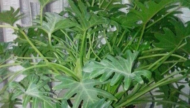 叶片|三伏天里,家里摆3种“叶子花”,叶子比花更漂亮,很有“档次”