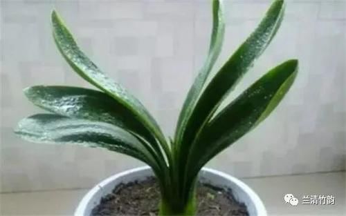 君子兰怎么养：君子兰夏天怎么浇水，早晚各一次注意盆内不宜有积水