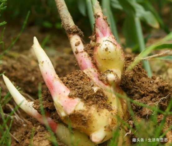 2种盆栽再丑,也要养在家里!不仅吸甲醛,还让白发“乌黑”发亮