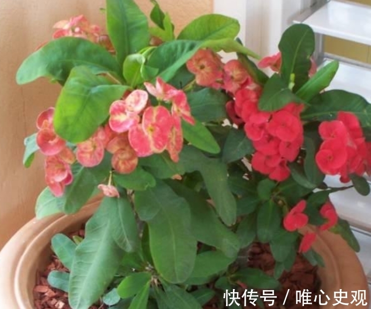 虎刺梅虎刺梅|“4种花”别在家养 ,?枝叶都有毒,尤其第3种,再漂亮也别养!