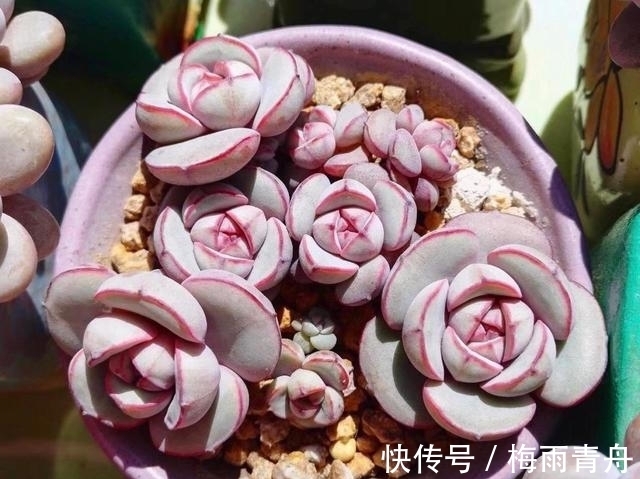 最像玫瑰花的8款多肉，小球玫瑰颜值最高，山地玫瑰最好养