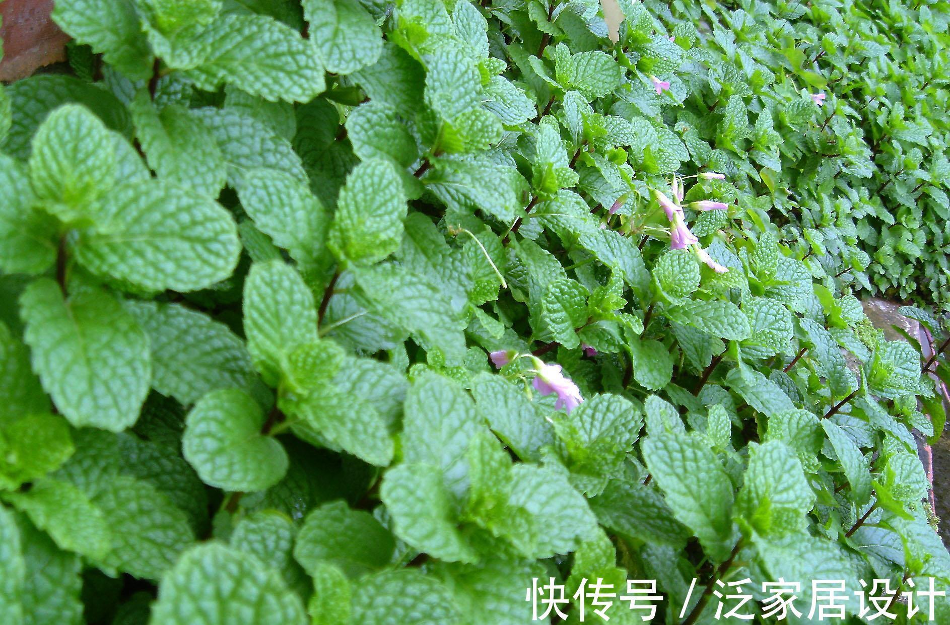 庭院|易泛滥的三种花,看起来却很“可爱”,想养考虑好,别上当