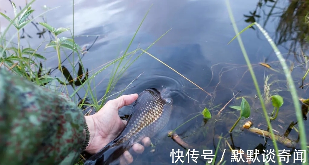 天越冷鲫鱼咬钩越积极?这可不一定,这两种情况最好不要下竿