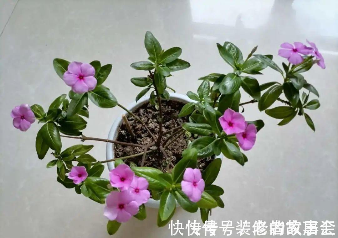 花量|6种花别养老桩,越老越不开花,赶紧扦插备份