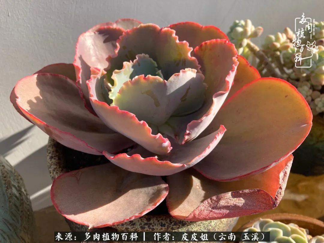 秋黄|柴米油盐的日子,养几盆多肉吧,为生活添几抹色彩!