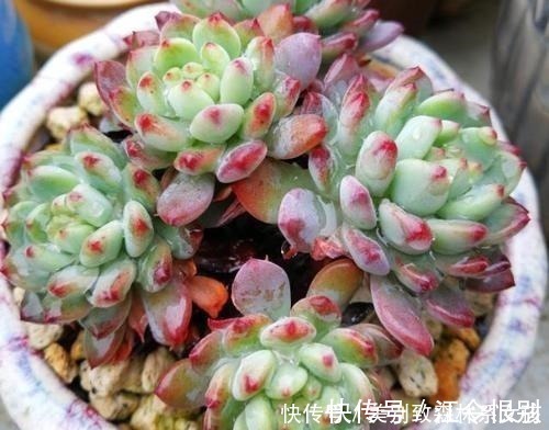 驱虫|家家都有的1种东西,用来养花,比花肥还厉害,还能驱虫!