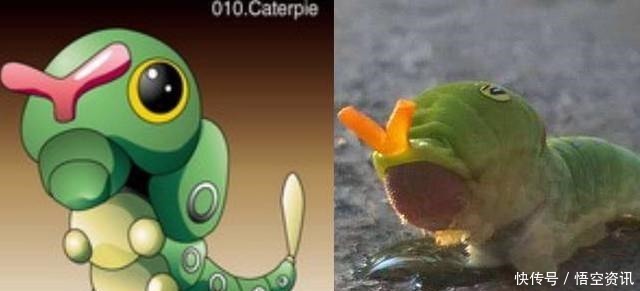 餐桌|当神奇宝贝来到现实世界,鲤鱼王即将上餐桌,绿毛虫毫无违和感