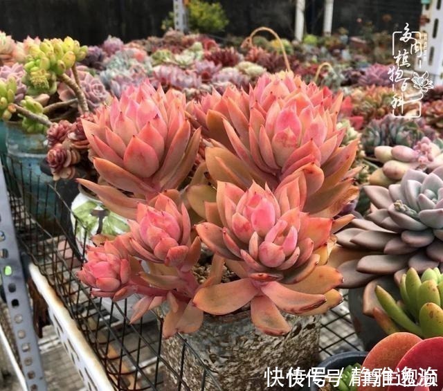 静夜|养多肉三年多，初见惊鸿！累并快乐着！养多肉三年多，初见惊鸿！累并快乐着！