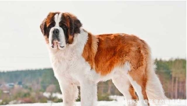 忠诚|12种最忠诚的狗,排第一的狗狗估计没有人不认识!