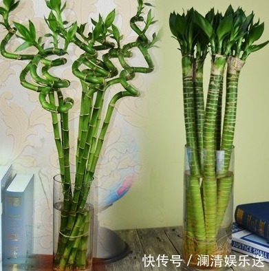 阳台上|养花人要牢记，5种花“喜阴、不喜阳”，摆在窗台，半天就晒黄叶