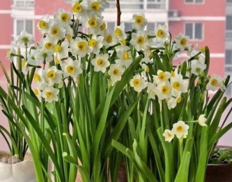 夏天家里养此款花,花期长花量大,花开香飘溢满屋,阳台变花园