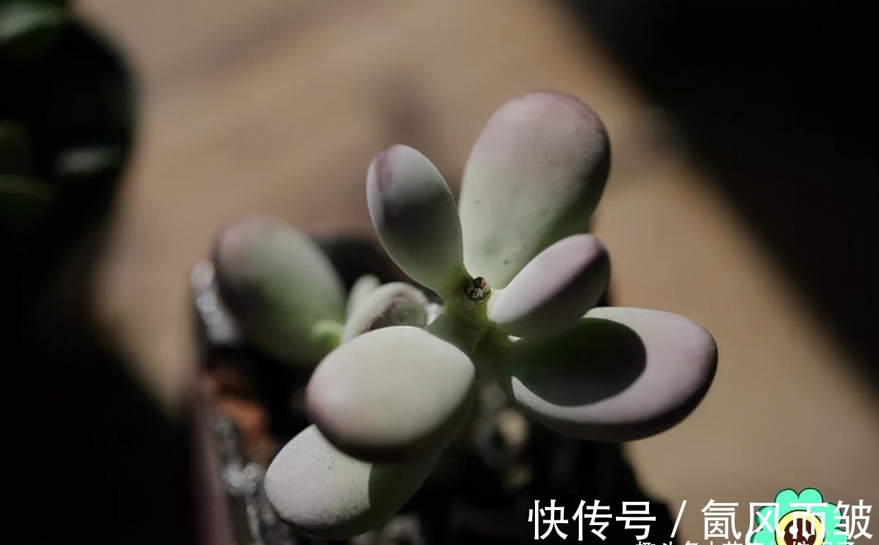 不是所有的多肉都可以叶插的,这16种叶插就很难成功,新手别费劲