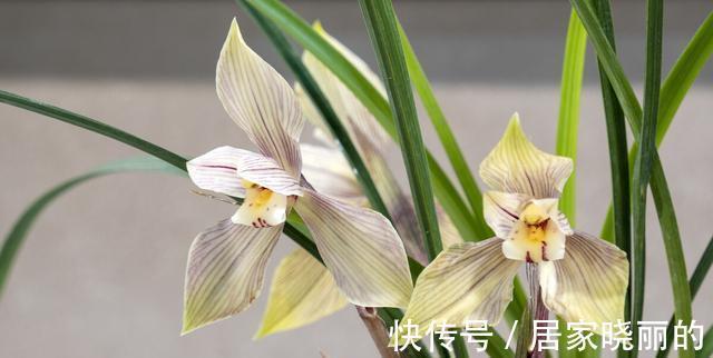 天气变冷，14种花别急着搬到室内，否则不开花或者开花少