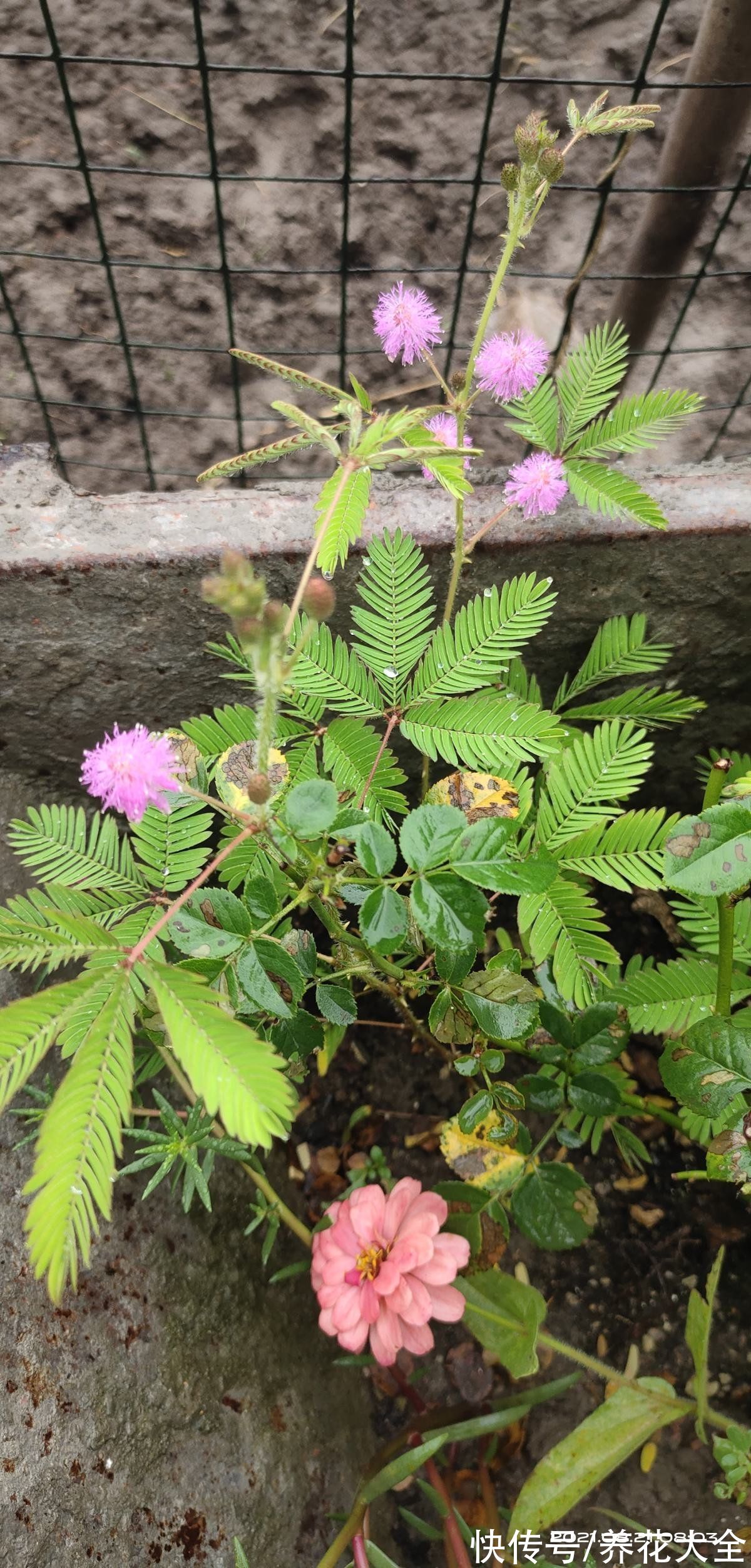 5种花赏赏就罢了,可别养在家里,养出一身毛病可不值