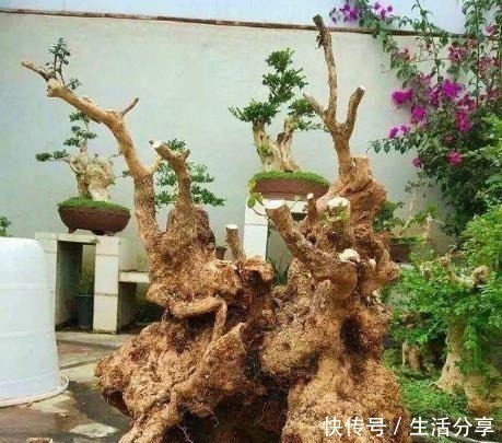 黄杨树|云贵大山的“黄杨市场”，是“原则”与艺术的碰撞，你站谁呢！