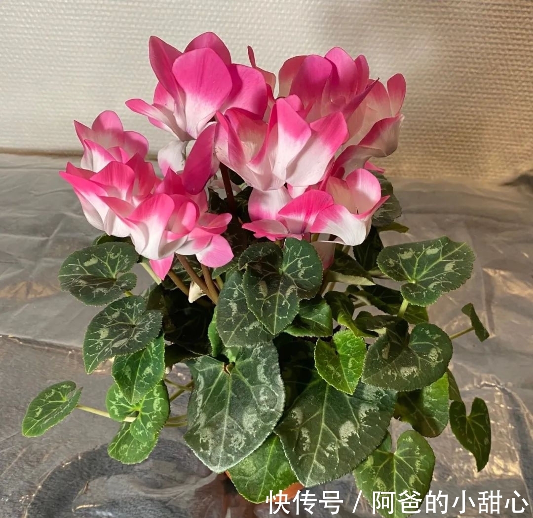 养盆栽仙客来掌握7点,养20~30年都不是问题,年年能开花