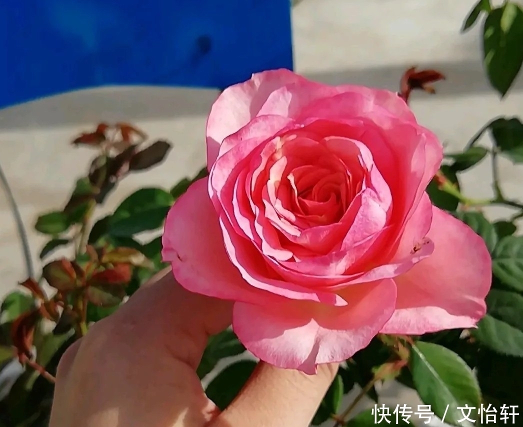 品种|100个月季品种，千姿百态，每个都很漂亮，图名并茂，值得收藏