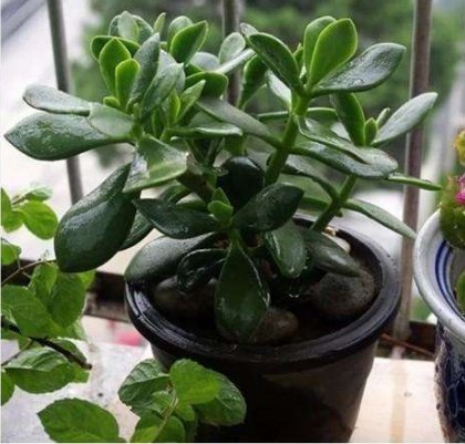 4月份扦插这几种花,好活好养又漂亮,四季花开不断,高贵优雅