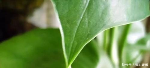 种花|家里万万不要养这3种花,难怪身体越住越差,后悔我家现在才听说