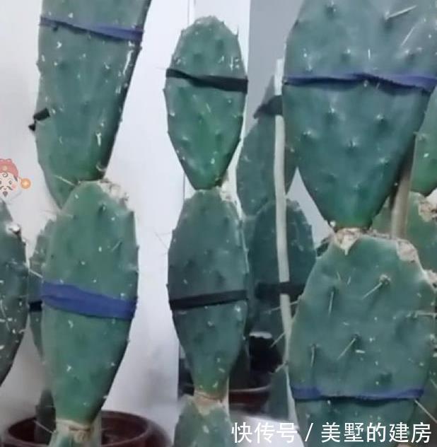 盆栽仙人掌,这样来养,叶片又宽又大,嫁接5层蟹爪兰太壮观啦