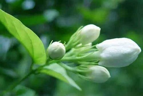  学会|茉莉花不要只会盆栽，学会2种种植方式，花开纯正，花香沁人肺腑