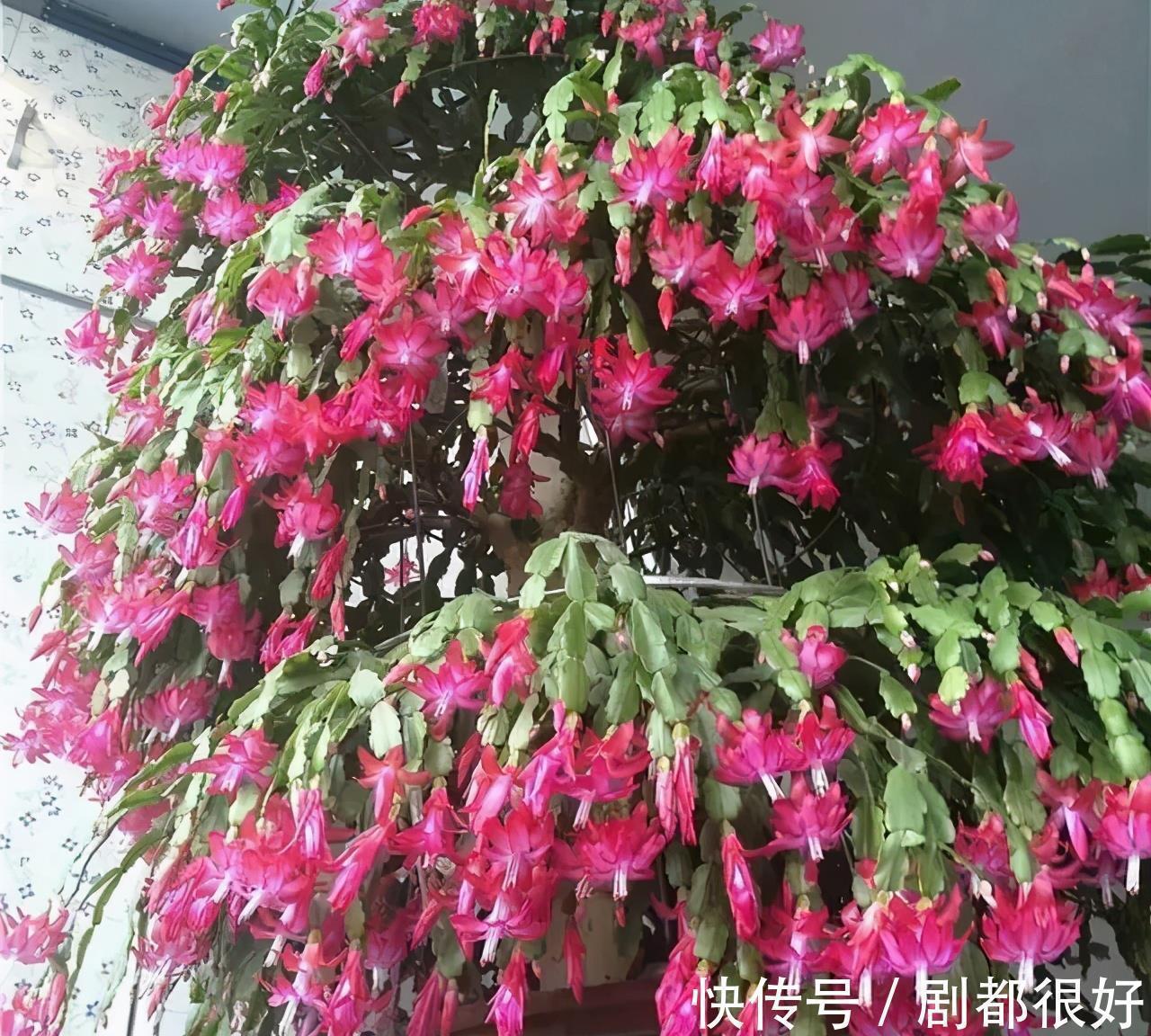 肥厚|养蟹爪兰,土里加点“料”,叶片厚实硬邦邦,奋力开花一百朵