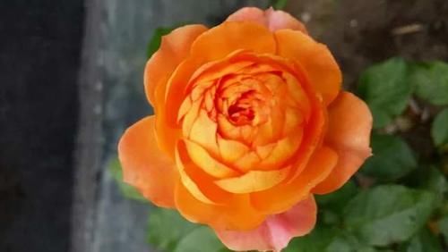 分享可以在阳台栽培的十一种藤本月季，随便一种都能让你满意