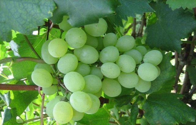 老中医推荐多吃以下食物,营养养生又健康,远离各种疾病