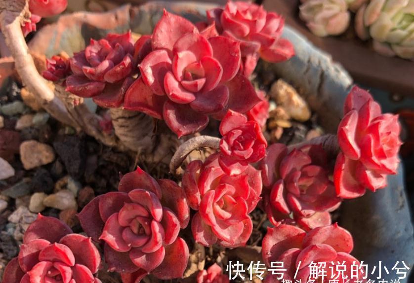 多肉繁殖方式一网打尽,学会后想怎么玩都行,1年之后还能变大户