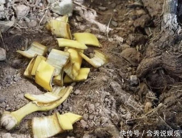 香蕉皮|养花别浇“营养液”,就用“1种肥水”,浇1次,1年不用施肥!