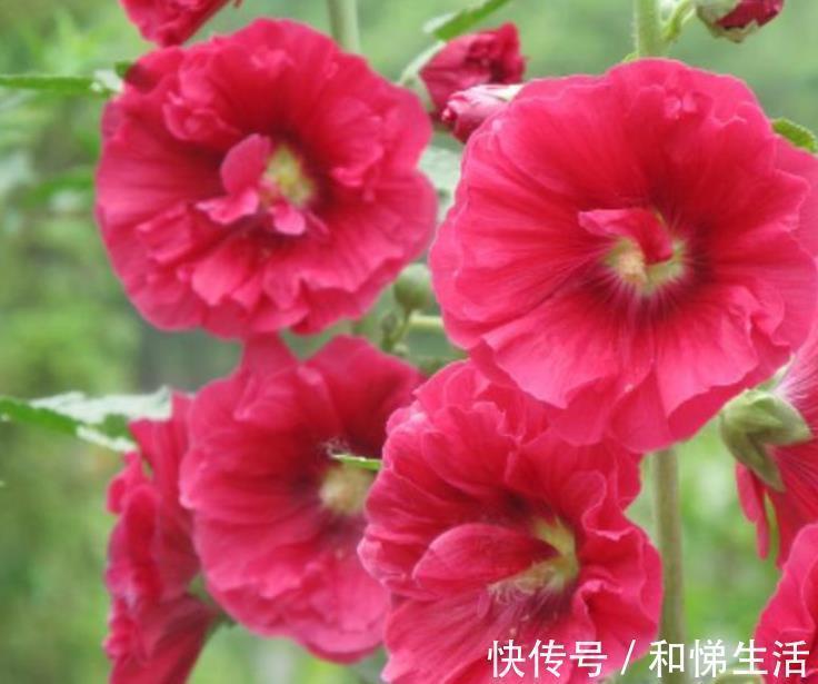 4种花,容易打理易开花,“花香”飘满屋,花美心情好!
