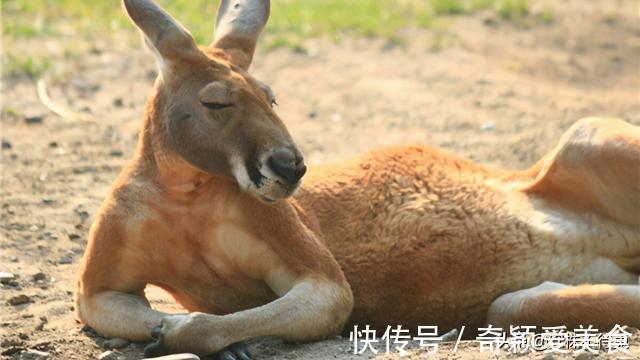 冷知识|25个冷知识:书本上很少出现,但却使人渊博的有趣知识